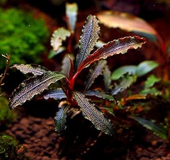 Bucephalandra sp. Godzilla -TOP Rarity - Live Aquarium Plant